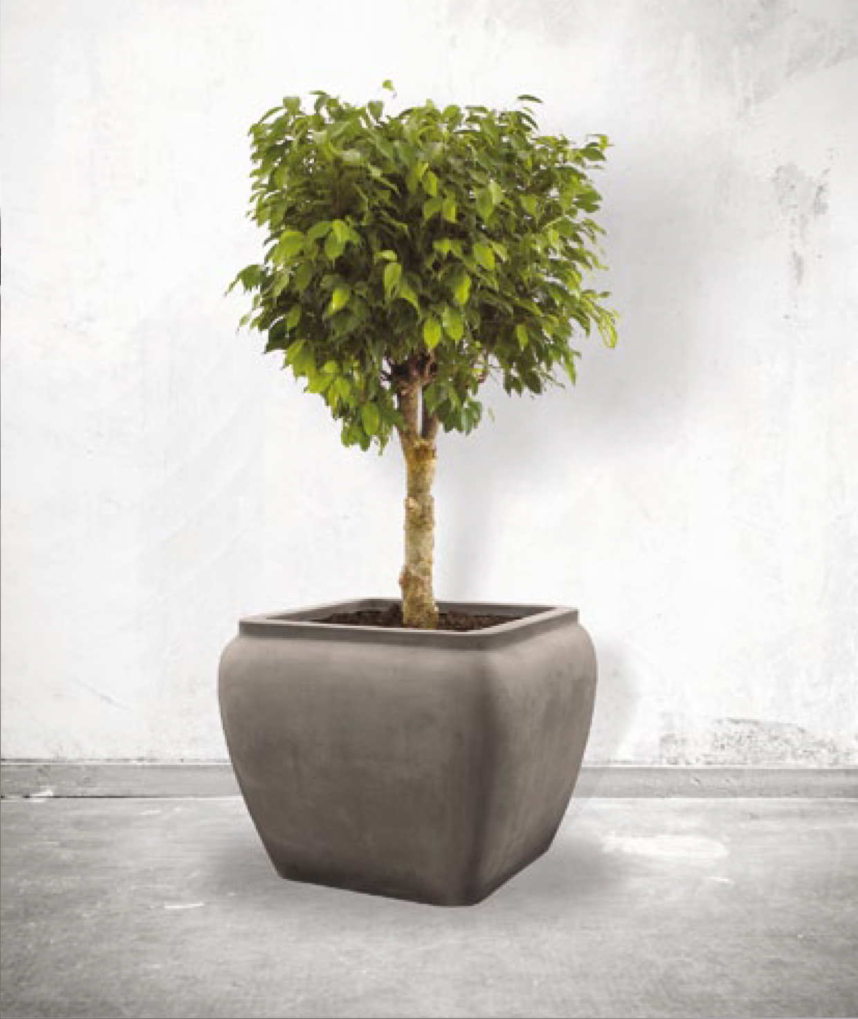 Nieuwkoop Alegria